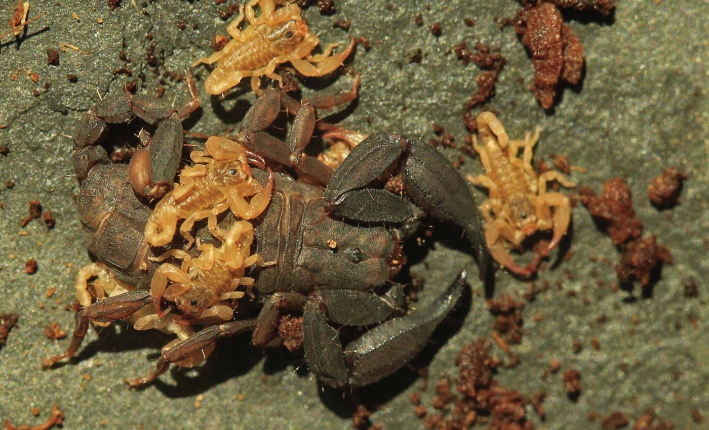 Researchers were camping when they discovered a tiny but dangerous new animal species