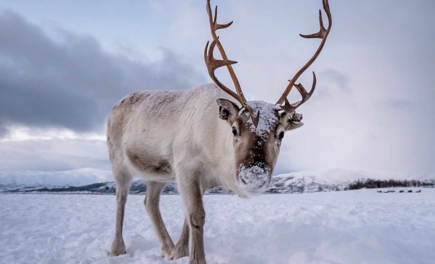 Arctic reindeer populations are declining faster than ever before