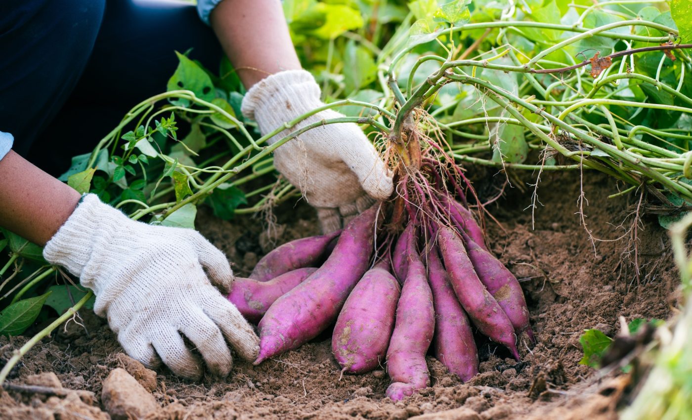 Sweet potato DNA finally decoded to boost food security