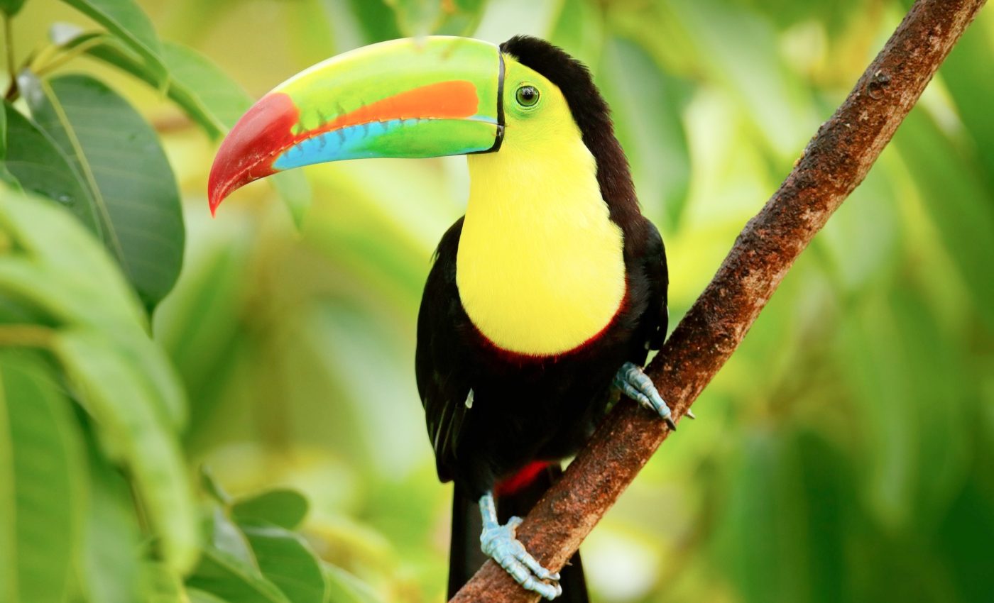 Tropical bird populations are rapidly shrinking - and now scientists know why