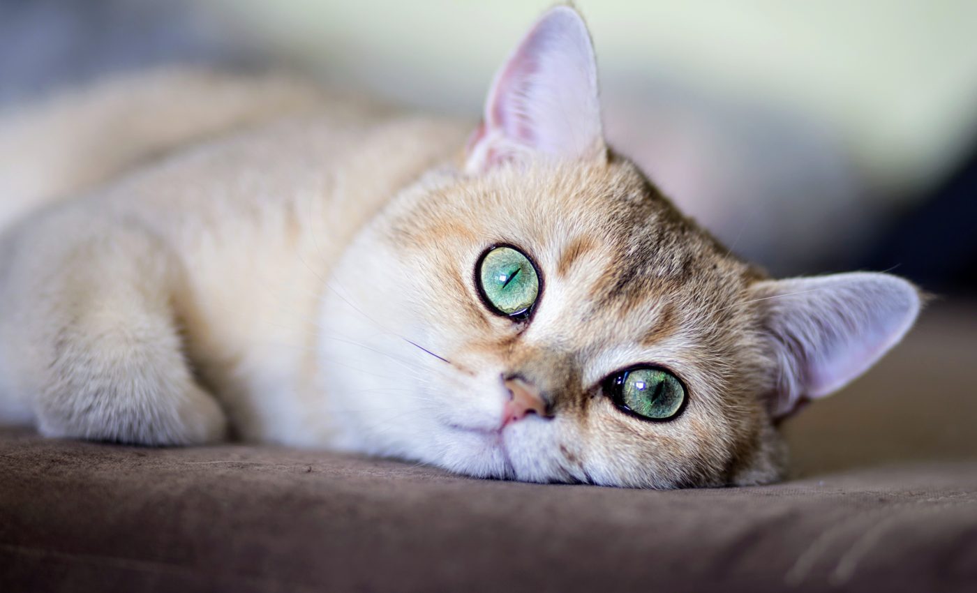Cats with dementia have brain changes strikingly similar to humans