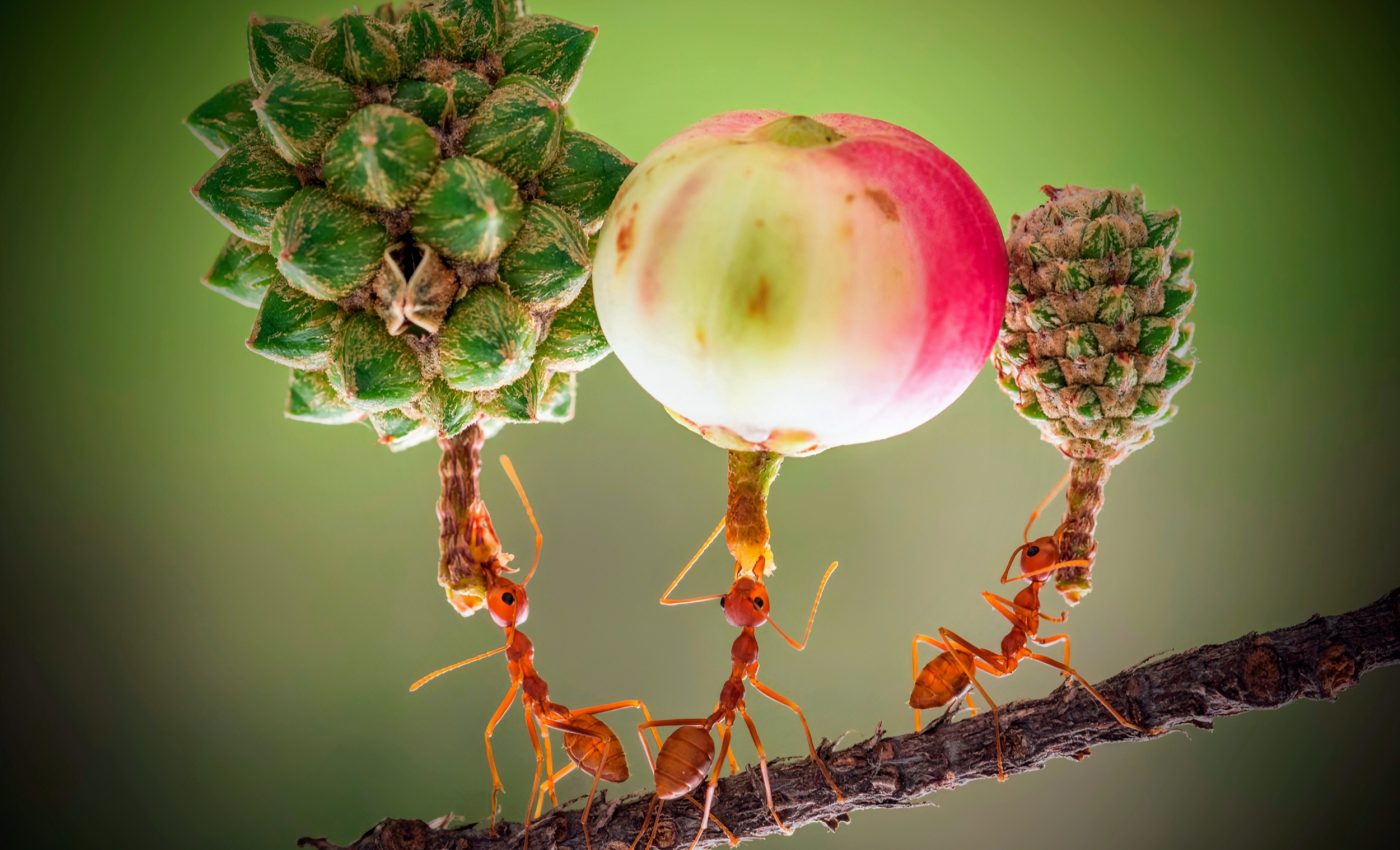 Weaver ants could inspire robots that work like a dream team