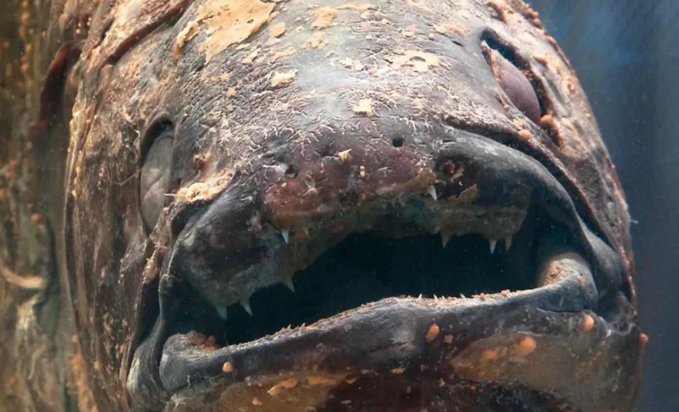 Scientists capture photos of a prehistoric fish thought to be extinct for 70 million years