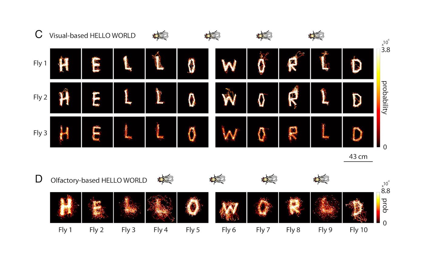 Scientists convert living flies into microrobots, forcing swarms to write "HELLO WORLD"