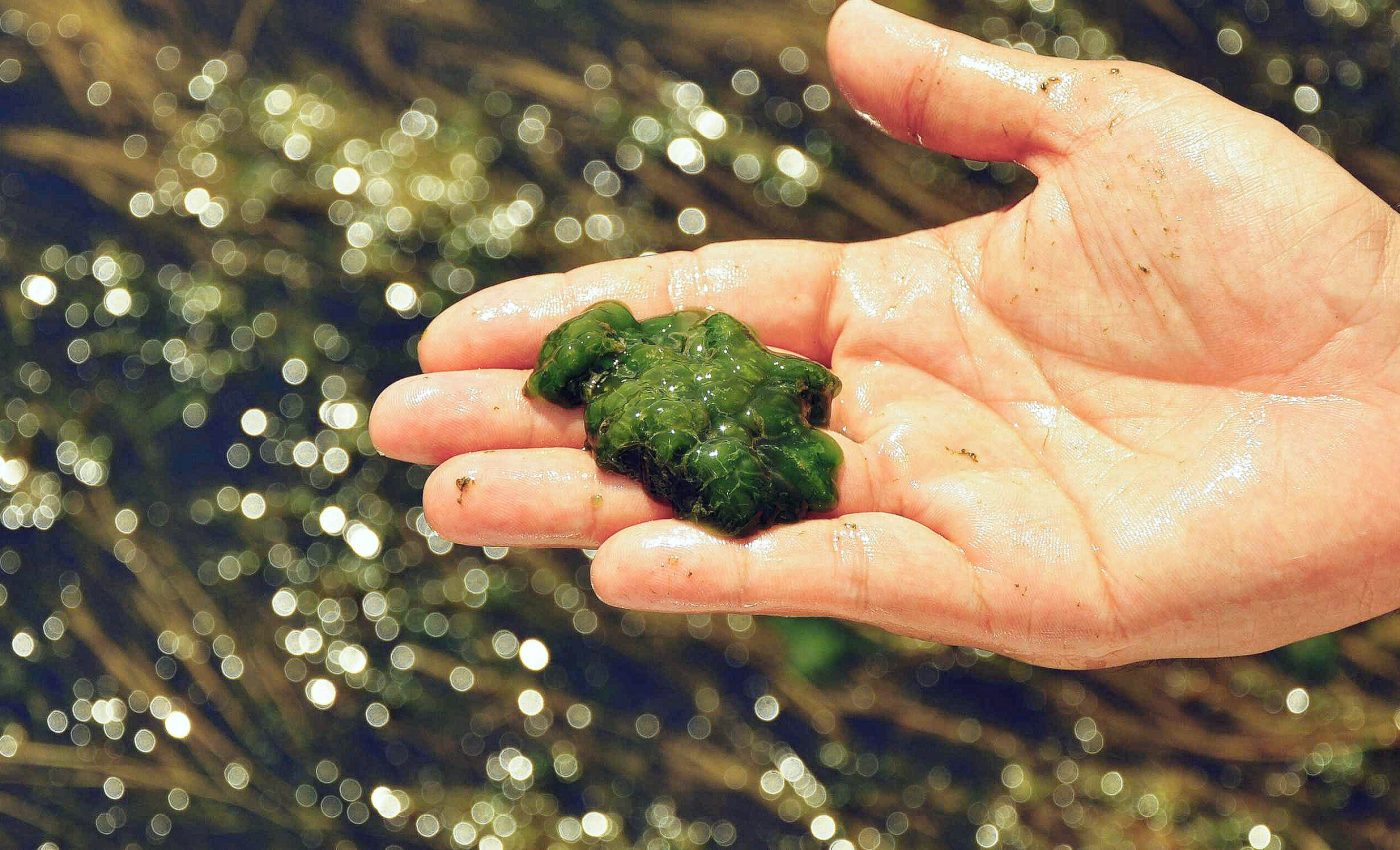 Giant dormant virus discovered in algae could revolutionize gene editing