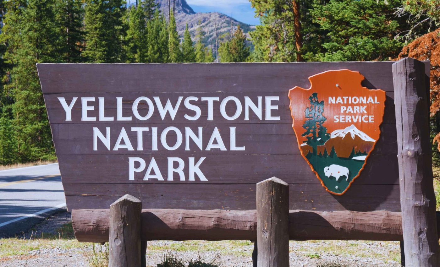 The return of wolves revives trees that had not grown for 80 years