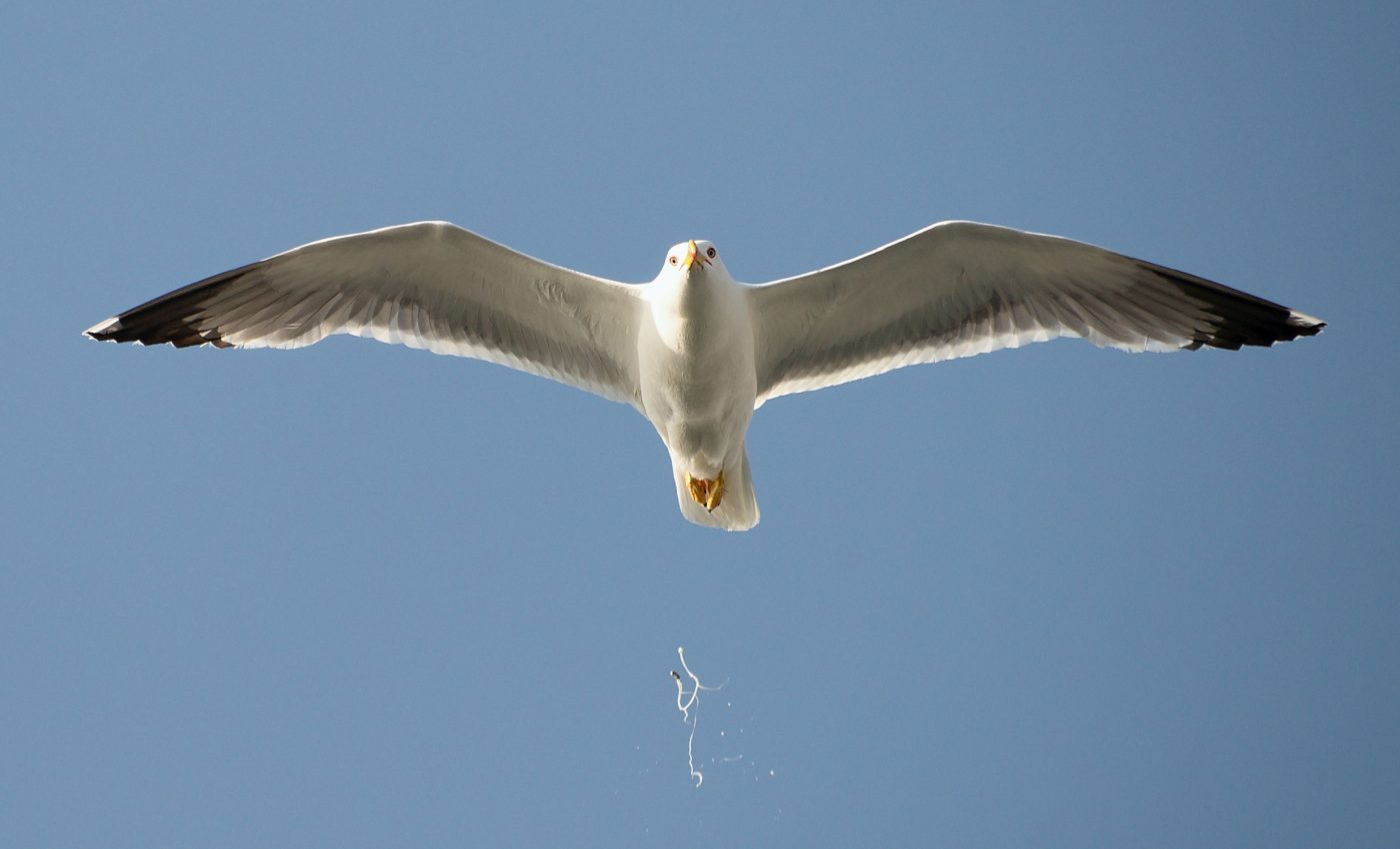 Seabirds only poop when they are flying, and that's a great thing for the ocean