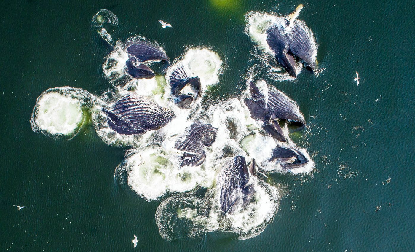 Humpbacks are the only whales capable of using the 'bubble-net feeding' strategy