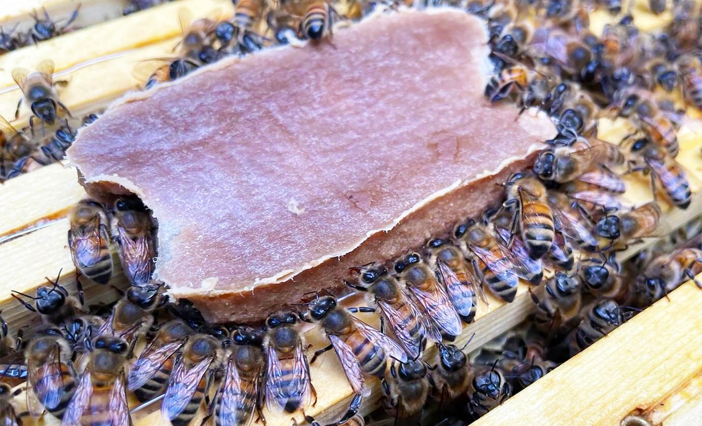 Scientists create pollen-replacing superfood for honey bees, hoping to prevent extinction