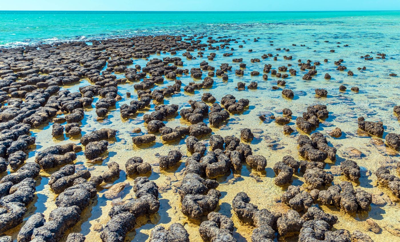 Strange microbial bedfellows offer clues to how complex life evolved