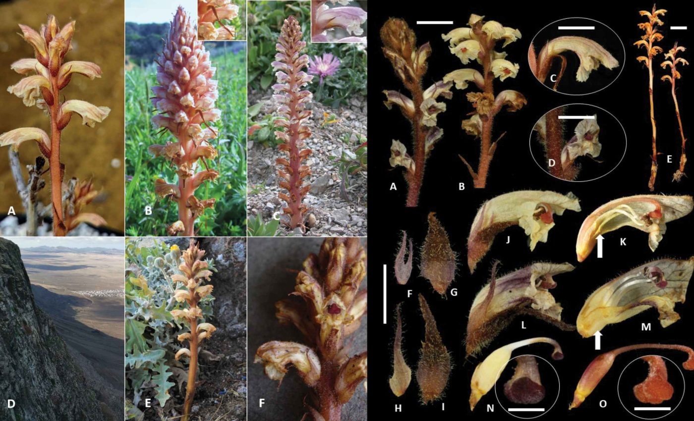 Leafless and mysterious parasitic plant survives by stealing water from other plants