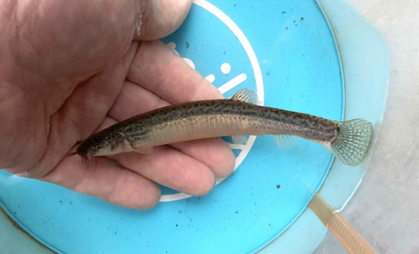 Invasive fish breathes through its intestines and carries dangerous parasites