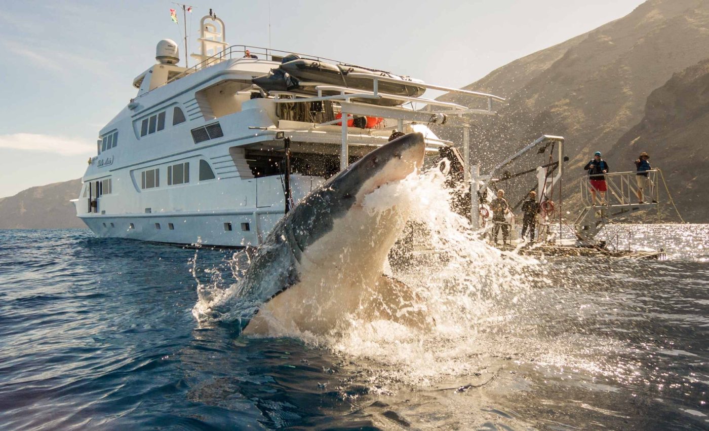 Most detailed map ever created of white sharks covers 6,287 sightings