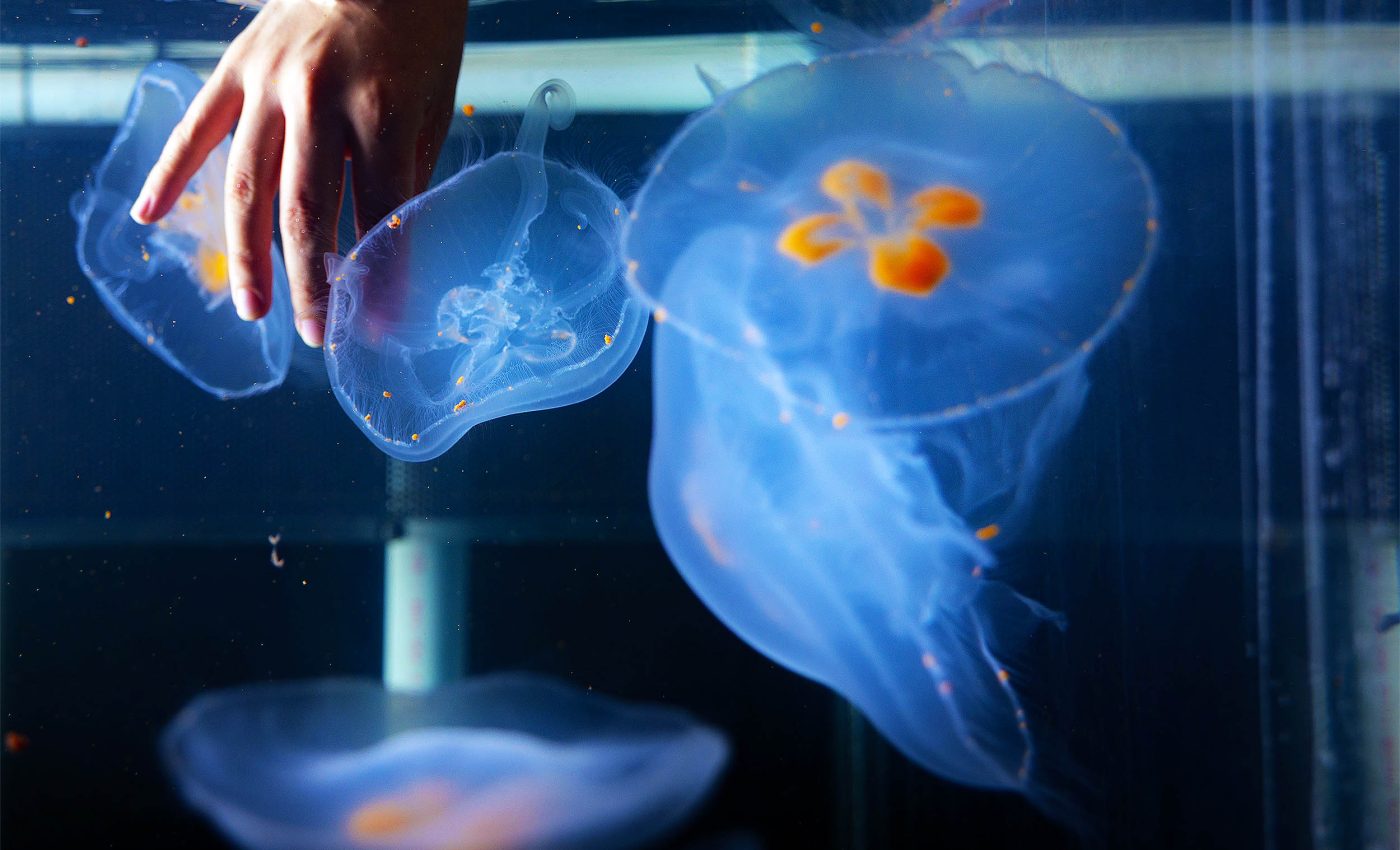 Scientists create and control 'cyborg' moon jellyfish to study changes in Earth's oceans