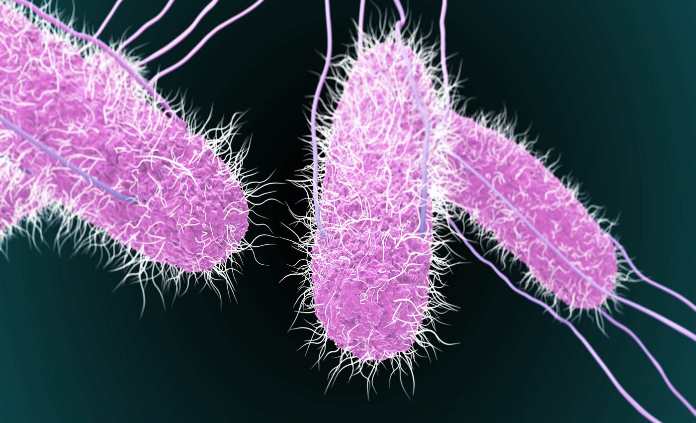 Bacteria strains that infect cattle are now also infecting humans, sounding alarm bells