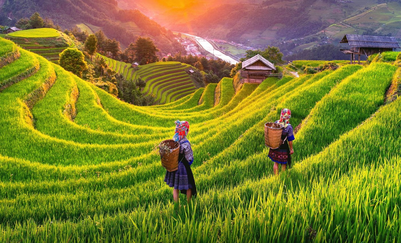 Scientists warn a very deadly poison is accumulating in global rice fields