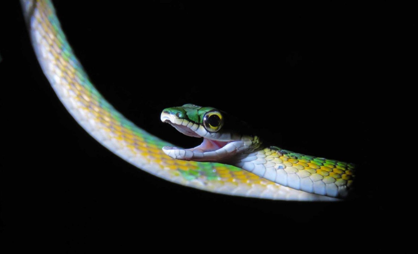 34-inch-long creature with a 'mustache' turns out to be a new species