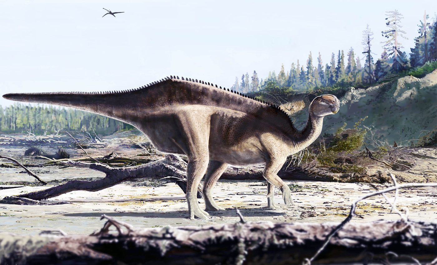Large and 'ornate sail' on dinosaur's head may have been used for mating