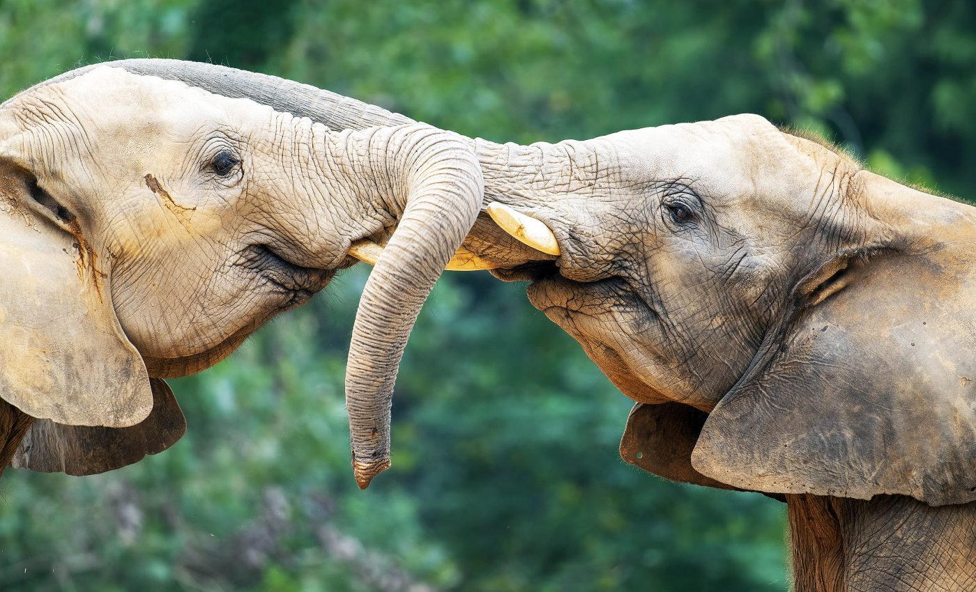 Elephants communicate in a way that scientists thought was unique to humans