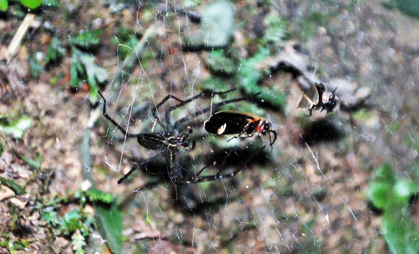 Spiders learn to trap glowing fireflies then use them as bait to catch dinner