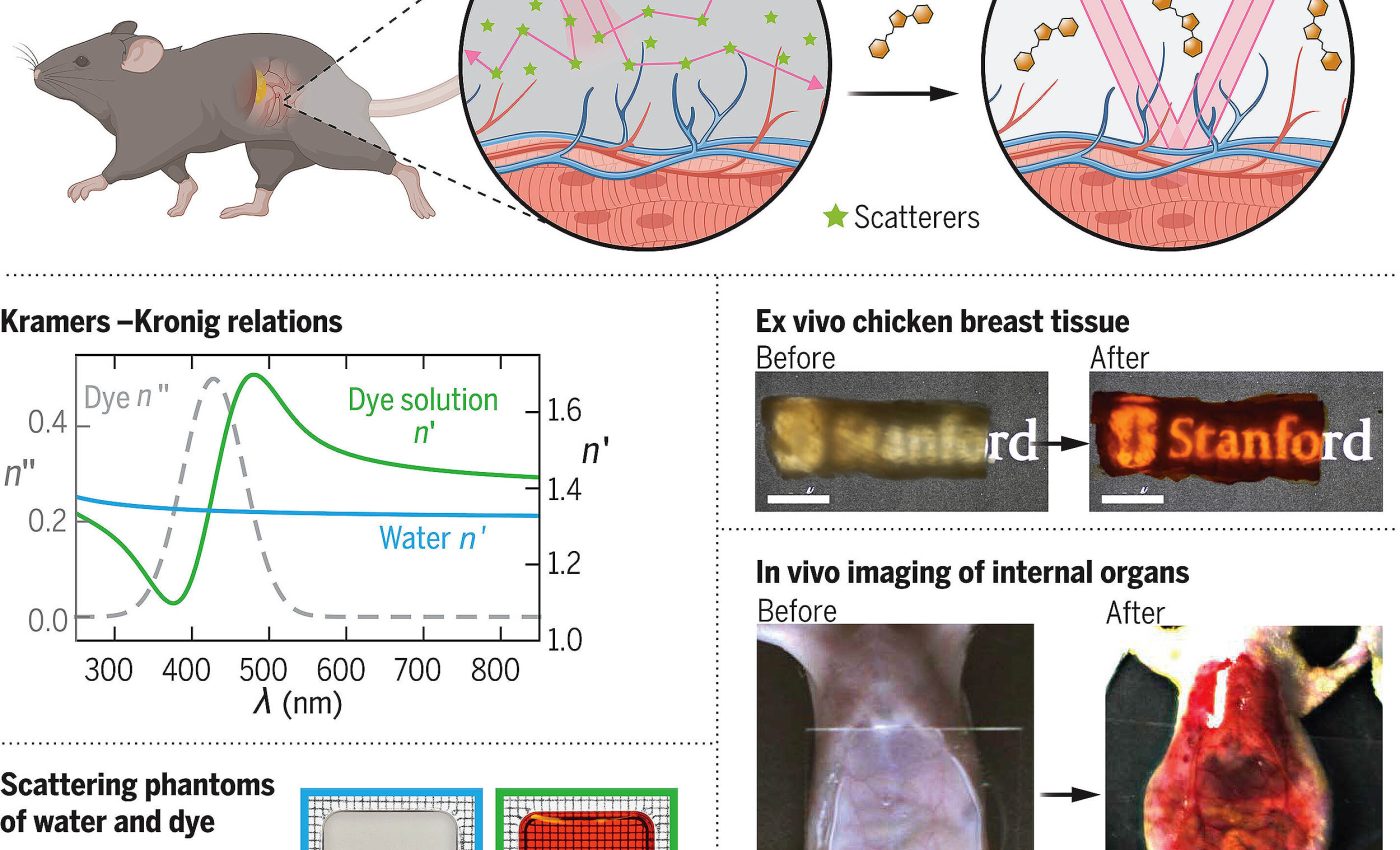 Ingredient used in Doritos helps scientists create mice with 'see-through' skin