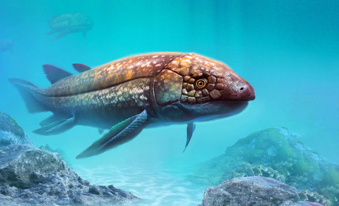 How ancient fish jaws built the path to modern land animals