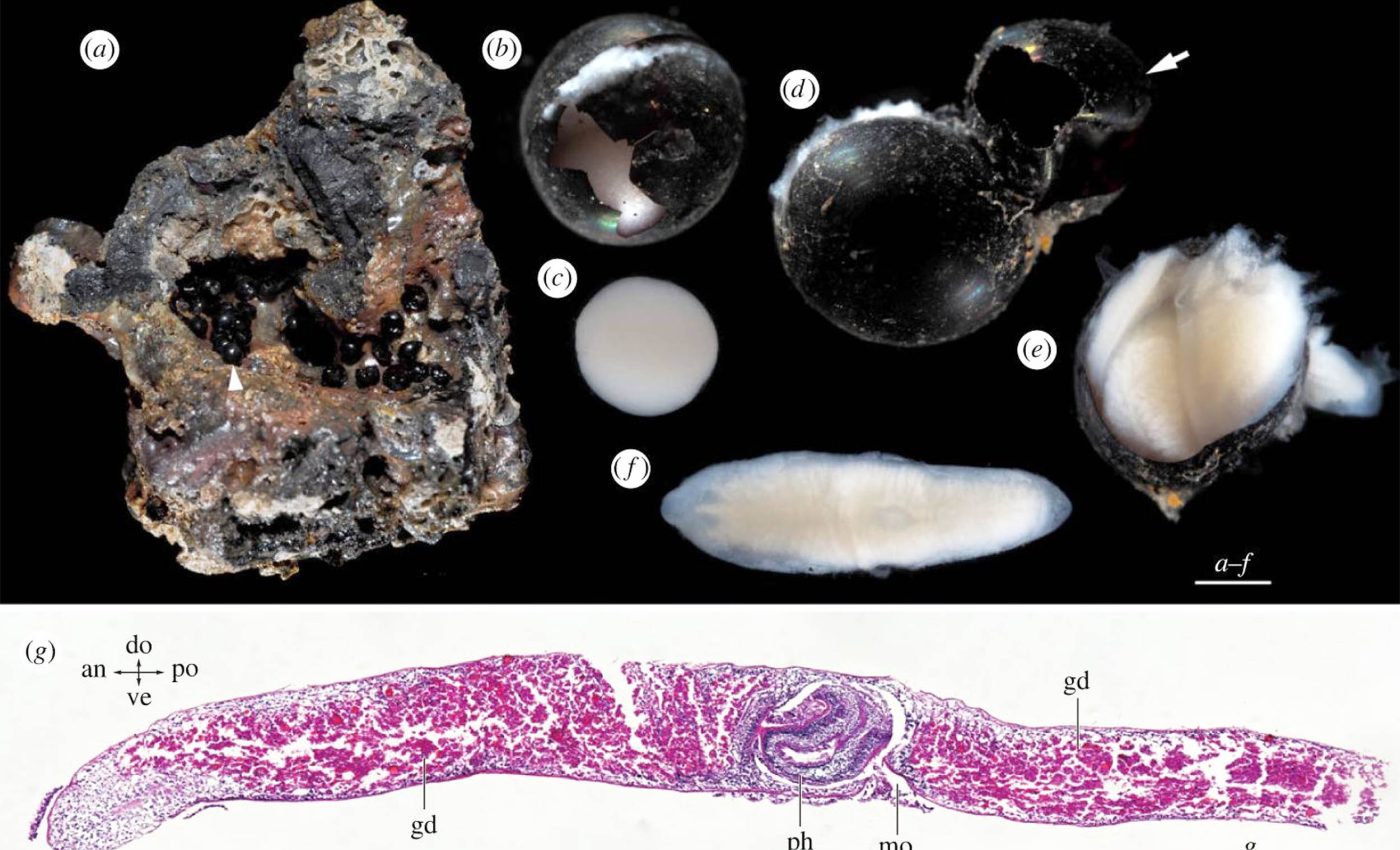 No one knew what was inside the black eggs found at 20,000 feet underwater
