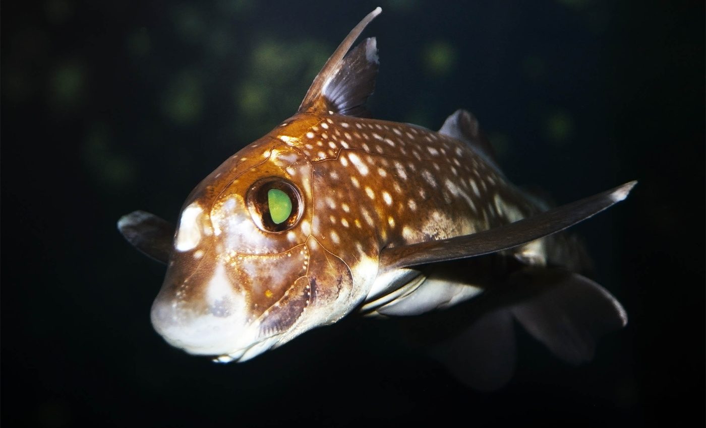 Common fish found to have a very uncommon row of teeth on its forehead