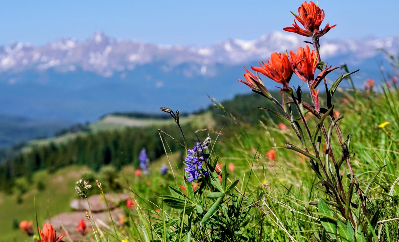Remote mountain meadow confirms global insect crisis