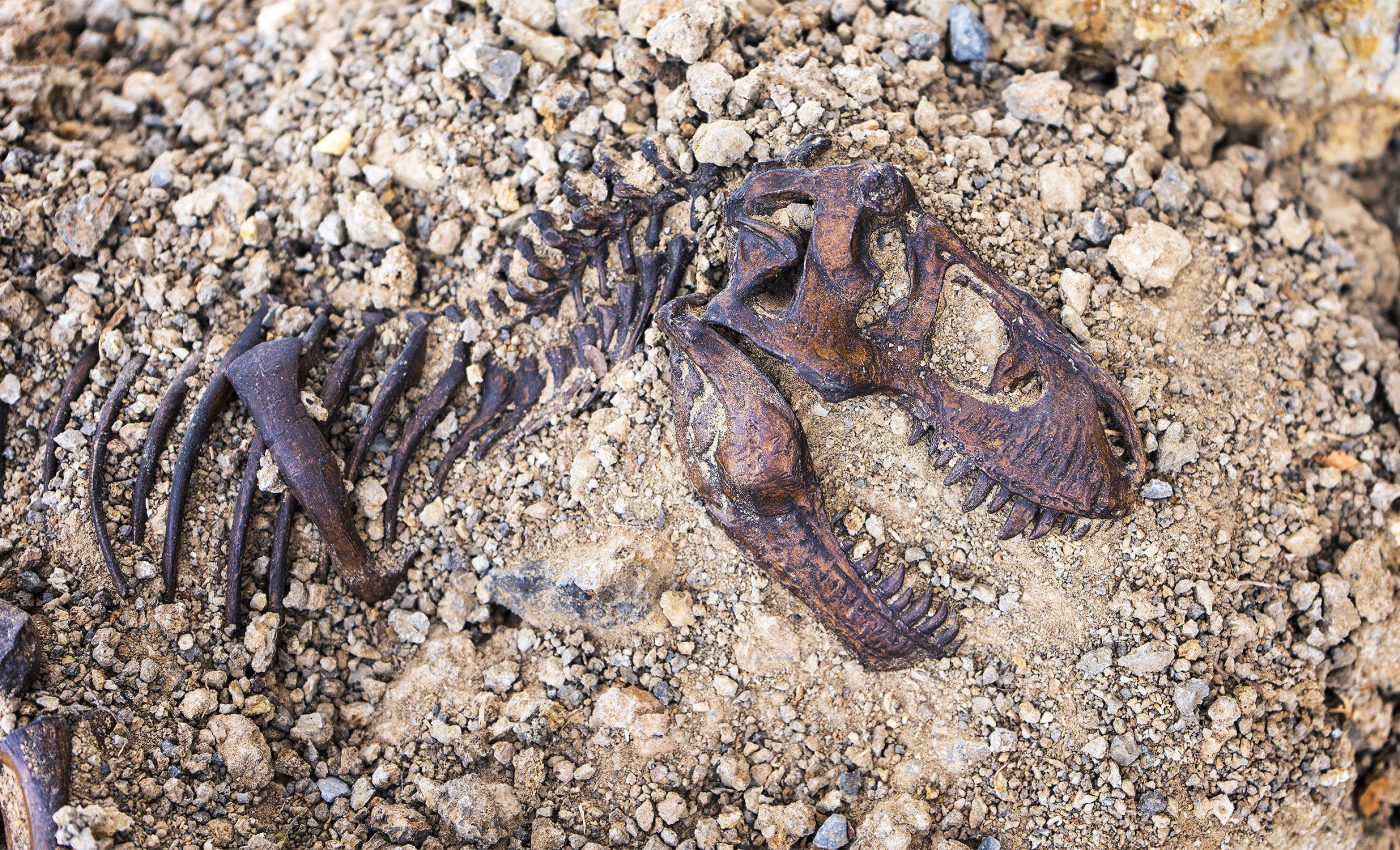 Some animals survive millions of years in stone, but most simply vanish, now we know why