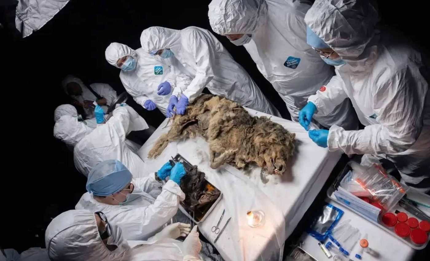 After 44,000 years under the ice, this wolf looked almost alive