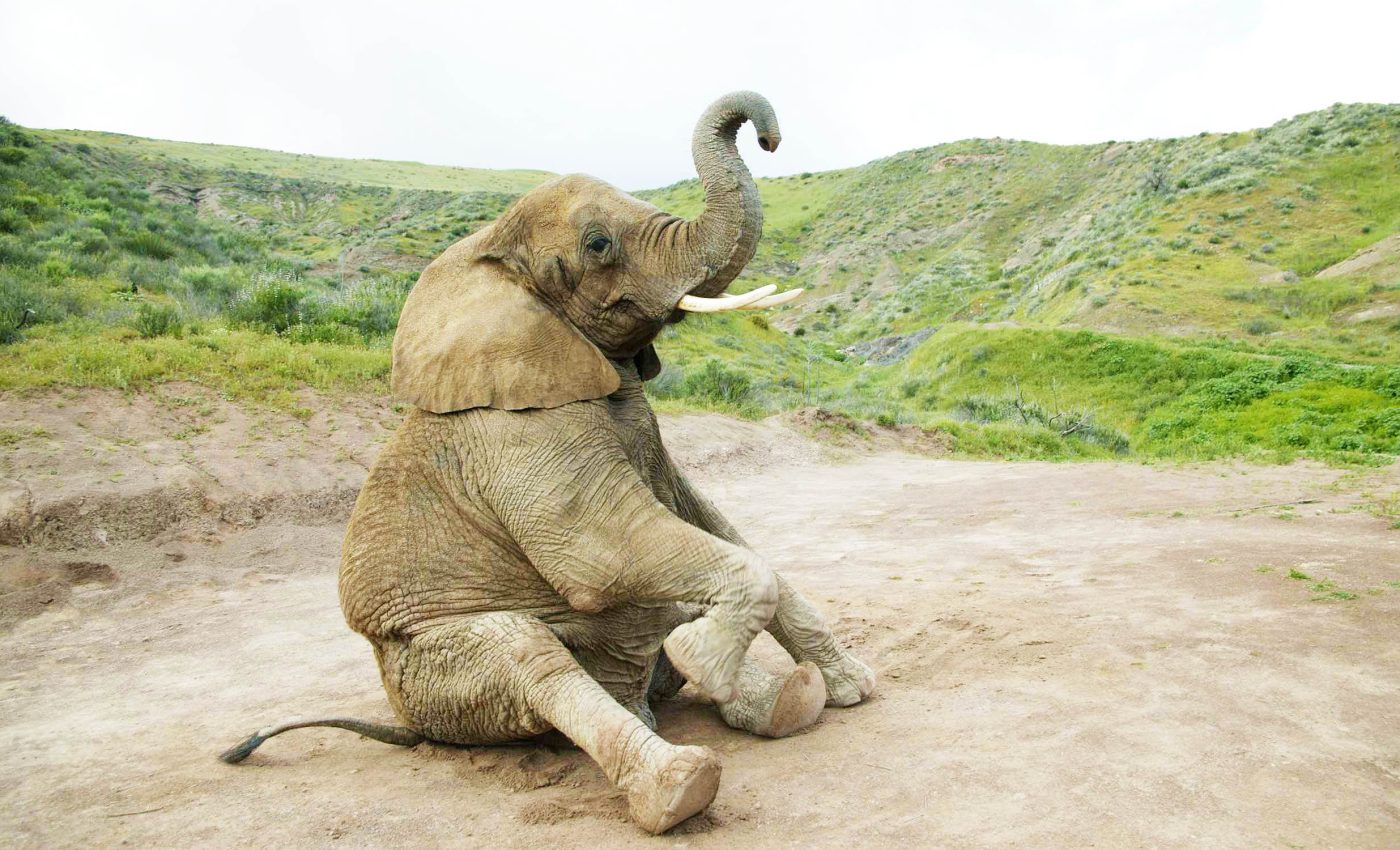 Elephants display a form of communication that was believed to be unique to humans