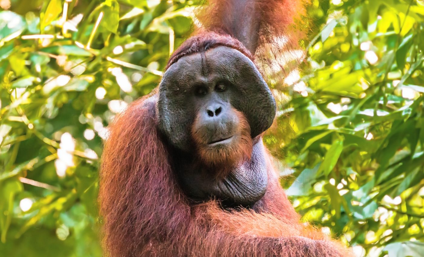 Orangutans can’t look away from macho male faces