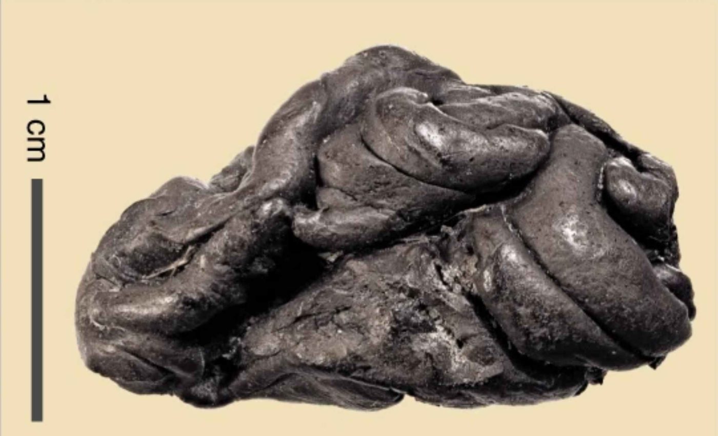 5,700-year-old piece of gum reveals the complete DNA of a prehistoric woman