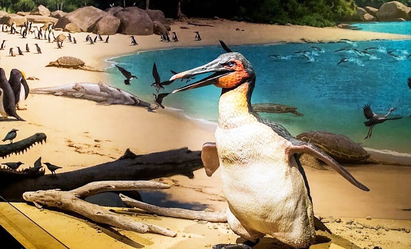 Early penguins were as big as humans and fished with long spears on their beaks