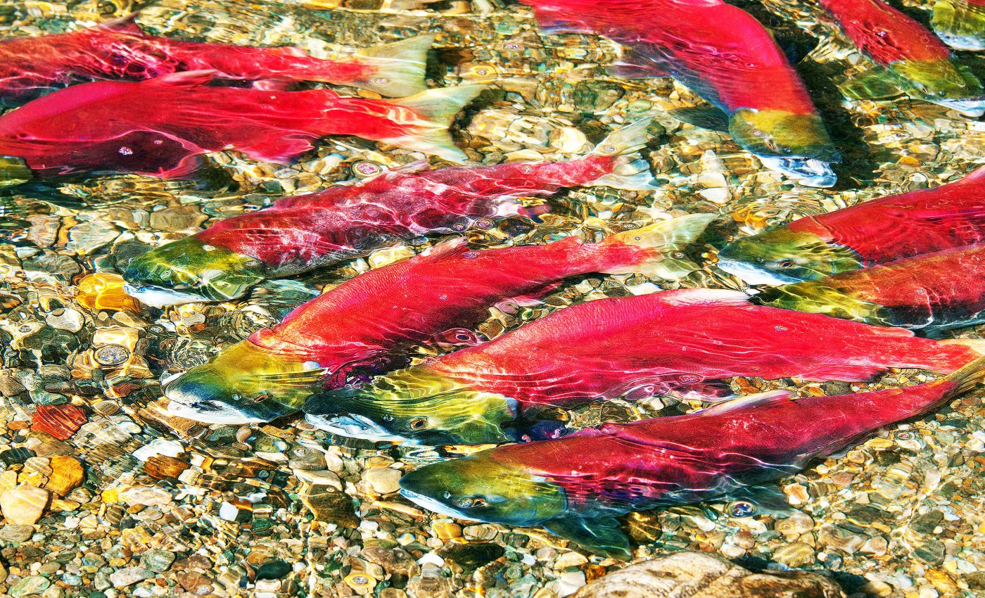 Salmon have their own 'secret superfood' in rivers that helps them survive and thrive