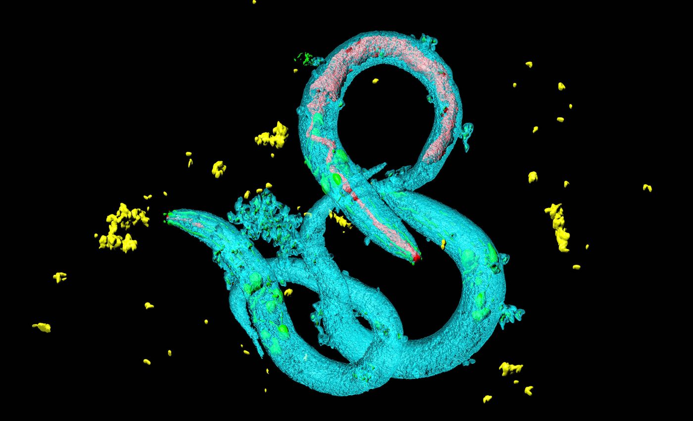 Worms activate an ancient sleep circuit when trapped by predators