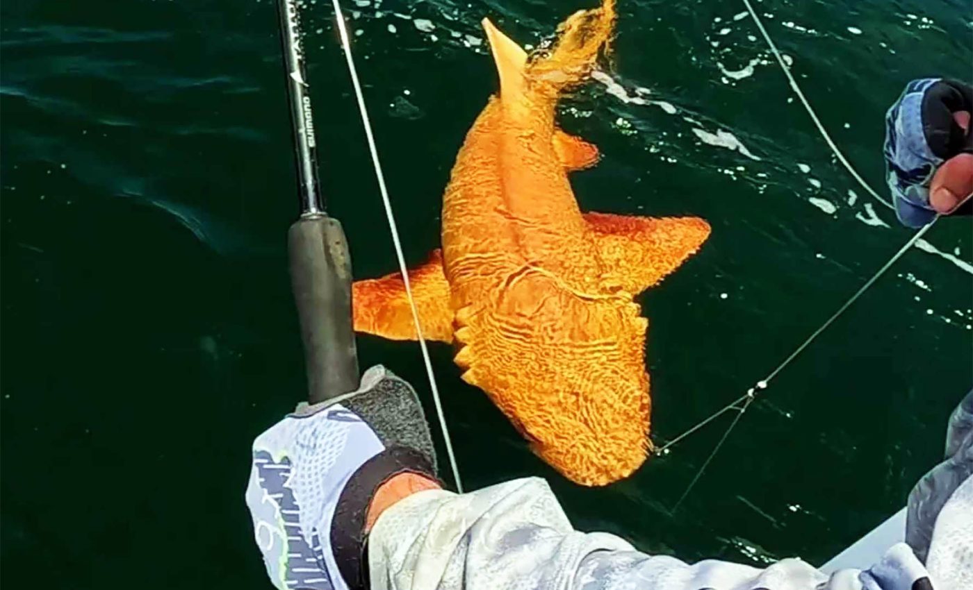 Just when we think we have Mother Nature figured out, she throws us a bright orange shark