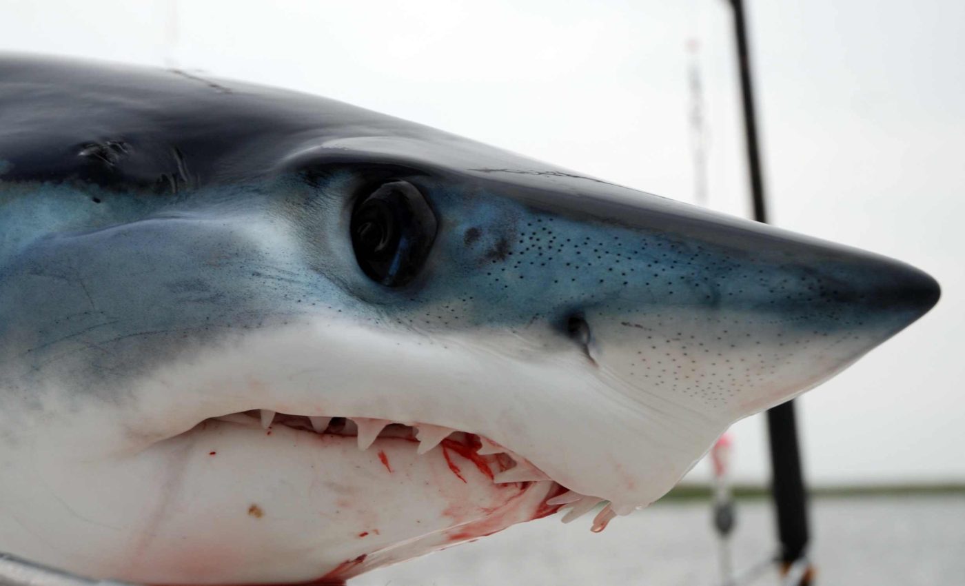 40,000 years ago, humans were already fishing for tuna and sharks in deep waters