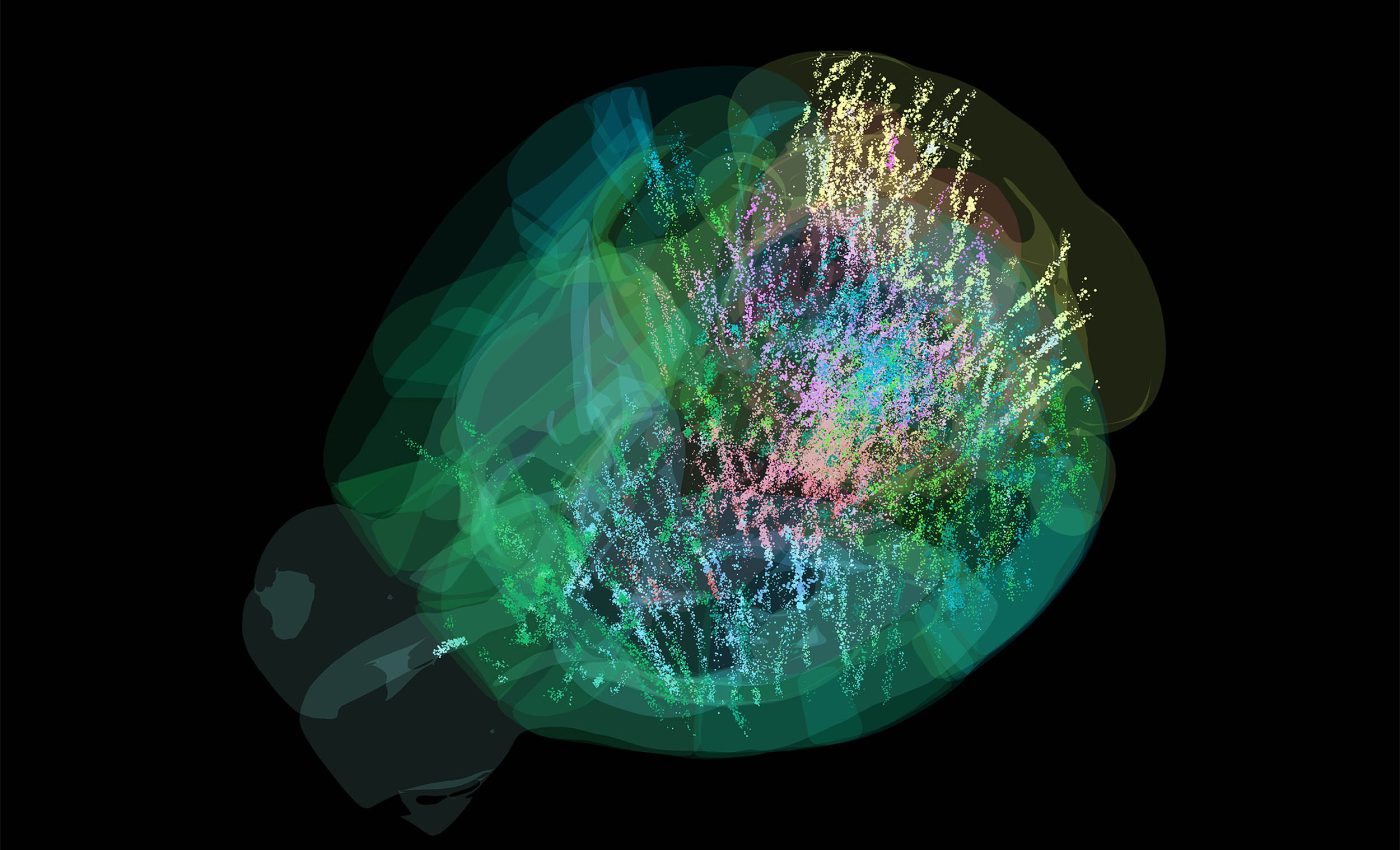 First-ever brain activity map captures the decision-making process