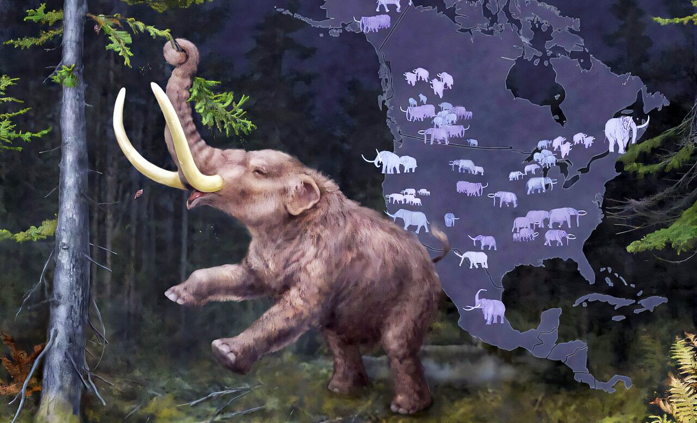 DNA analysis identifies new mastodon species that migrated with shifting climates