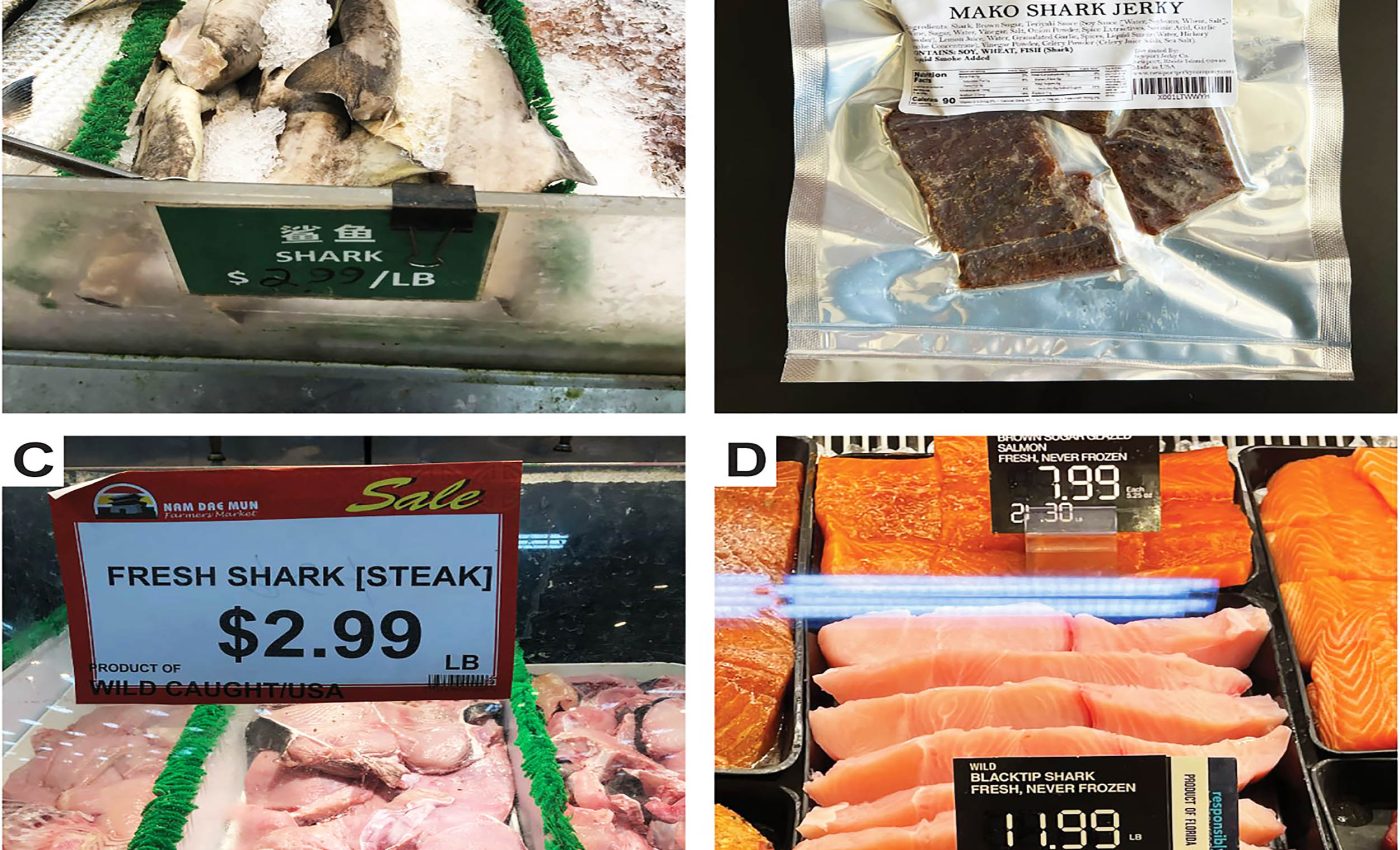 How endangered shark meat ends up on grocery shelves despite global bans