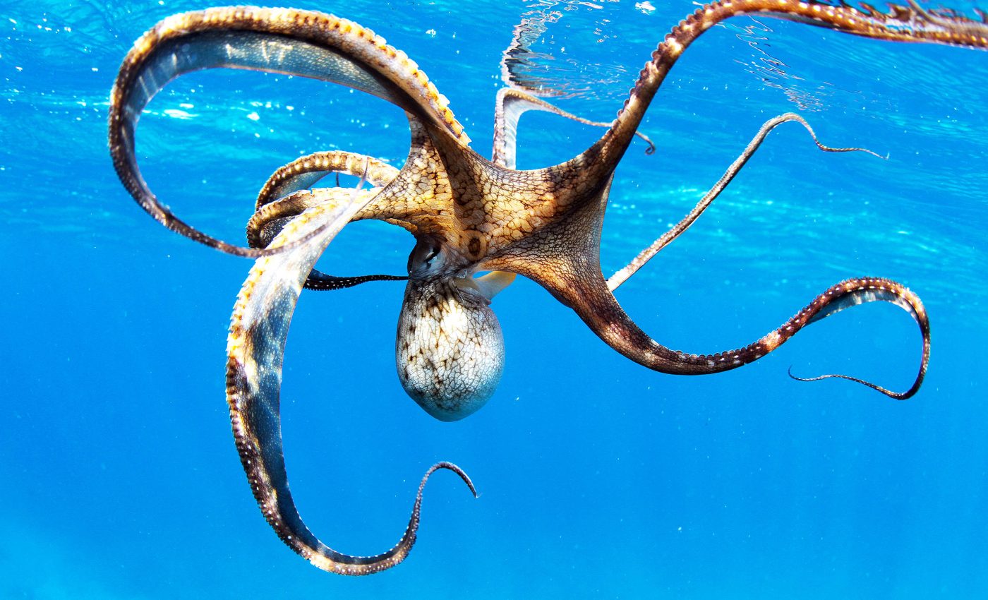 Octopus arms are probably the most complex and flexible structures in nature
