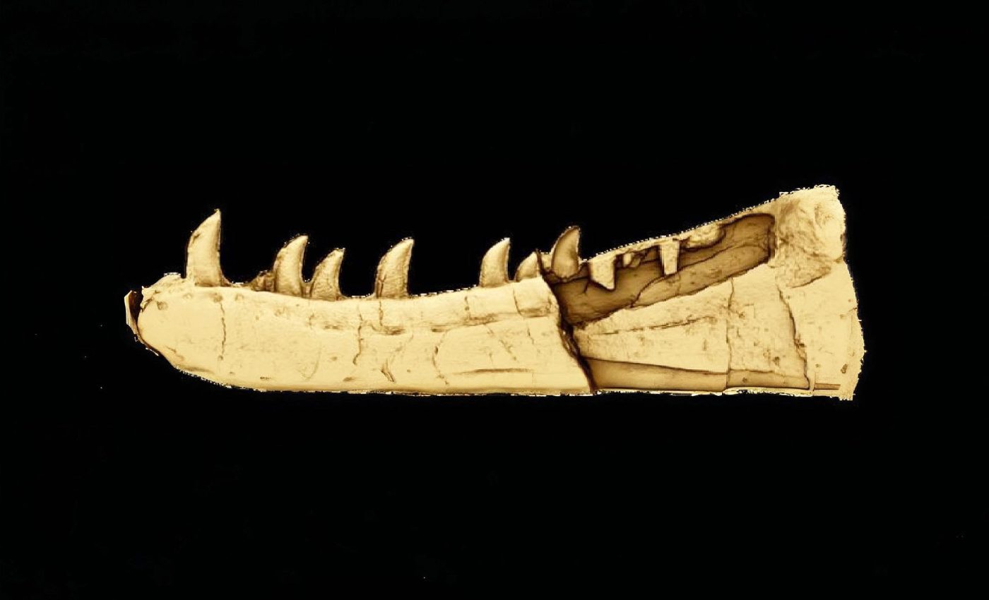 Newtonsaurus: Forgotten dinosaur fossil reveals a giant Triassic predator