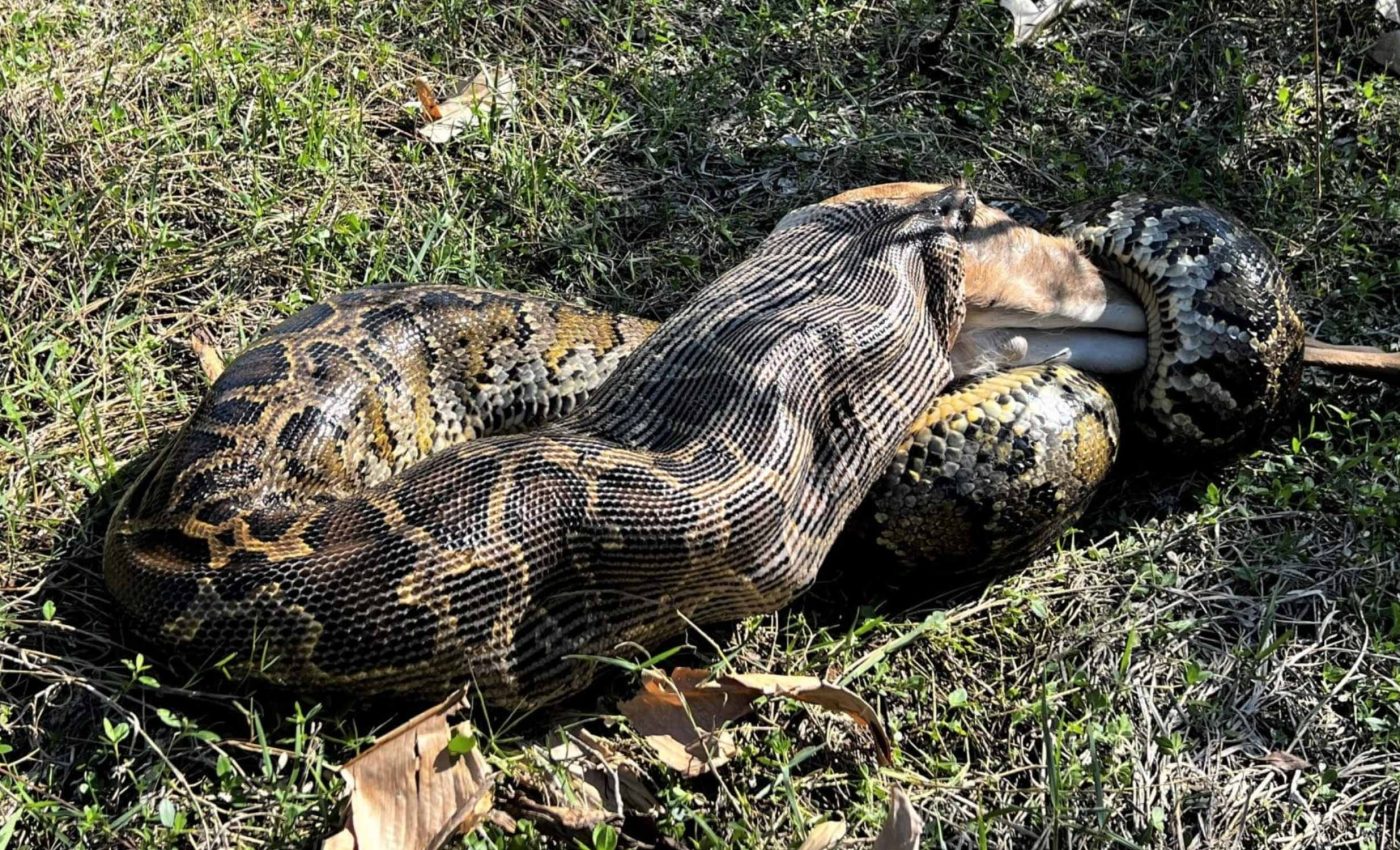 Unknown cell type explains the 'supernatural' digestive power of invasive pythons
