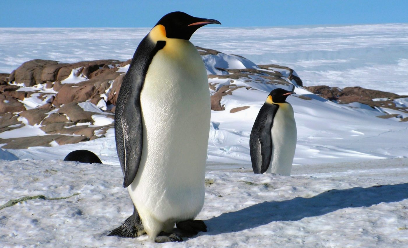 Antarctica’s coldest regions are warming faster than predicted