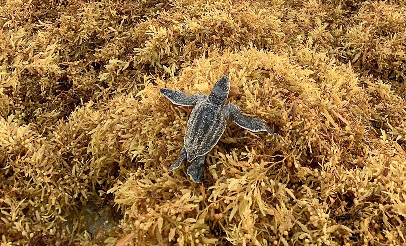 Sargassum seaweed is a deadly obstacle course for baby sea turtles