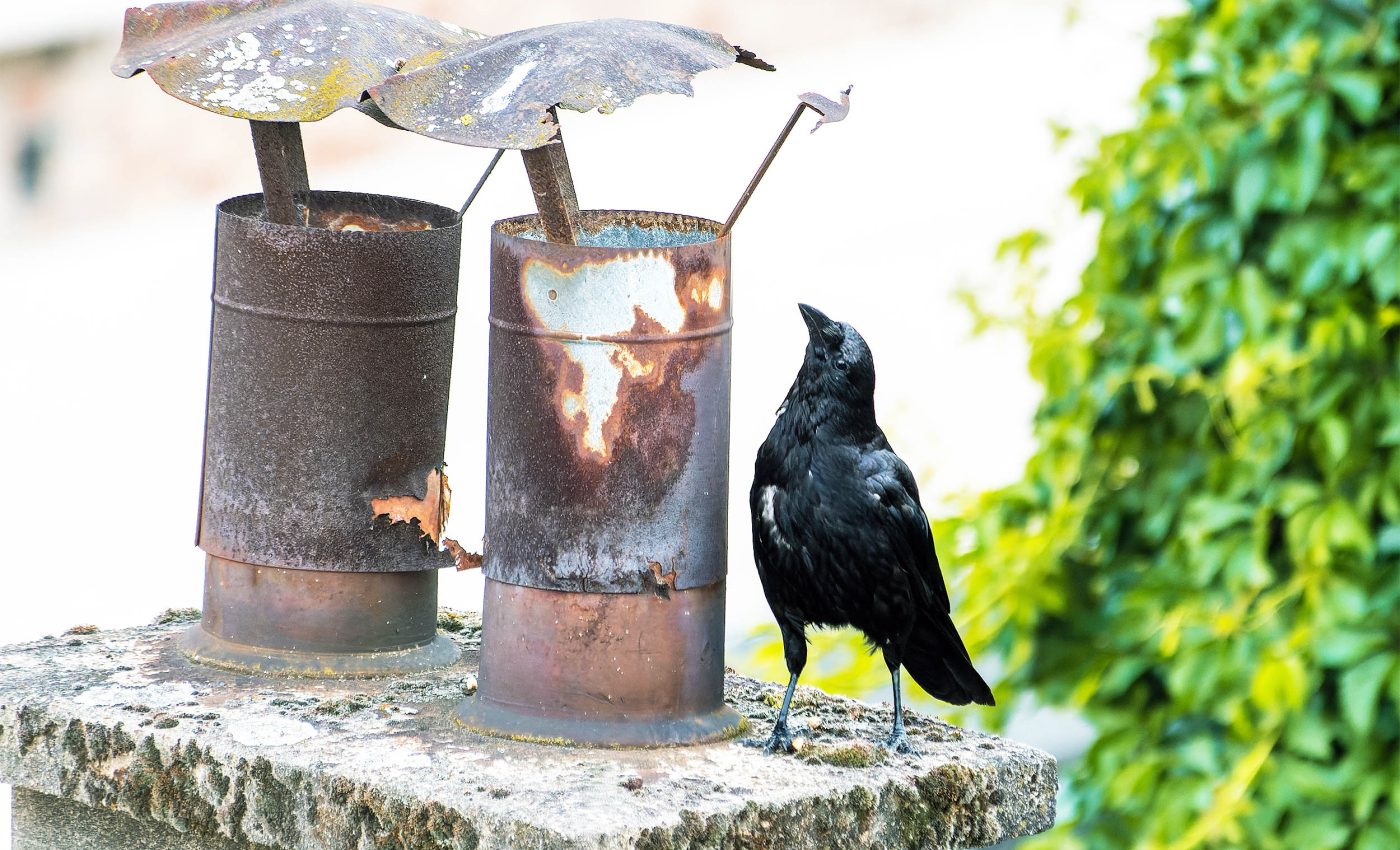 Carrion crows can create, prepare, and use tools with great precision