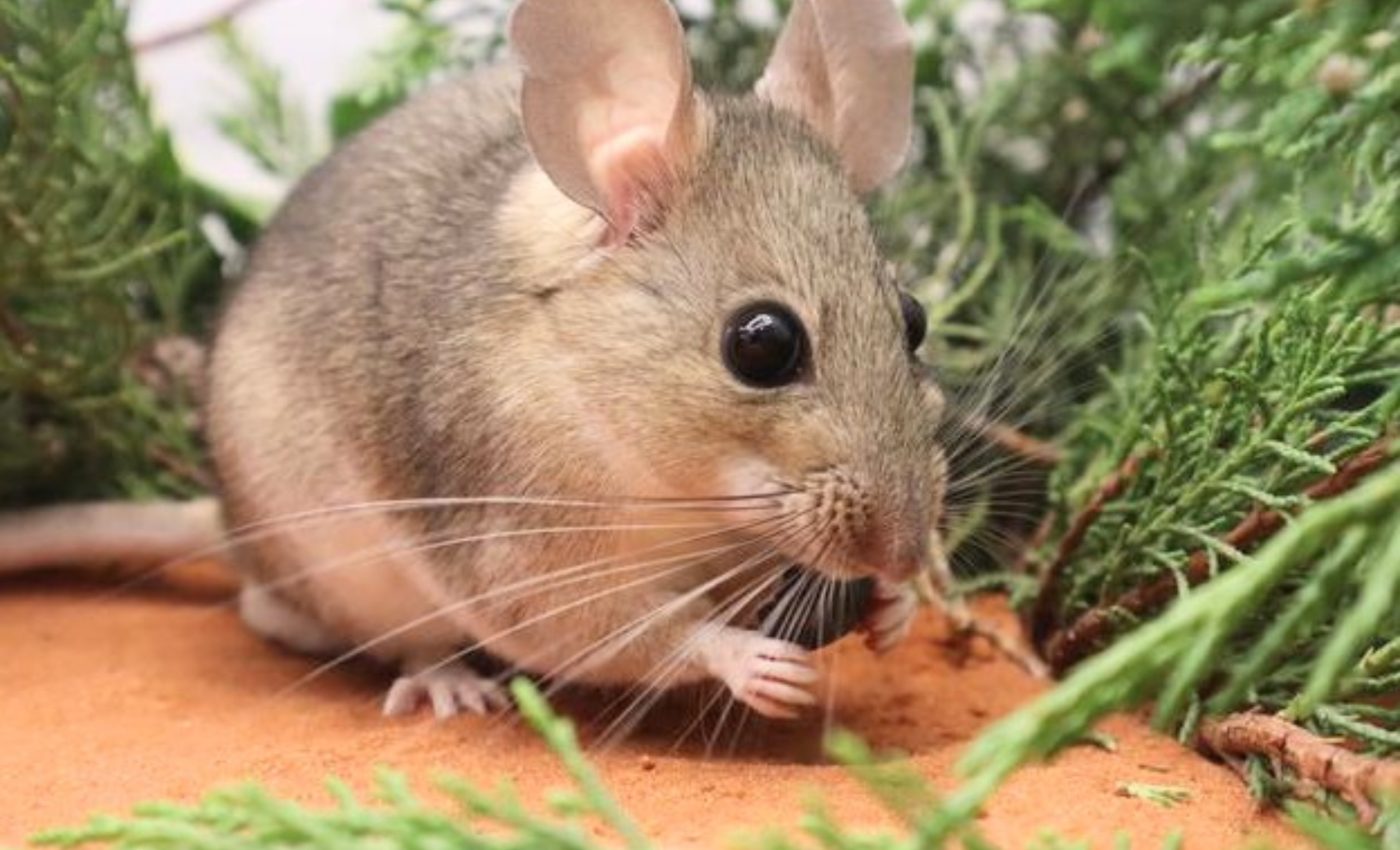 Woodrats reveal how herbivores survive eating toxic plants