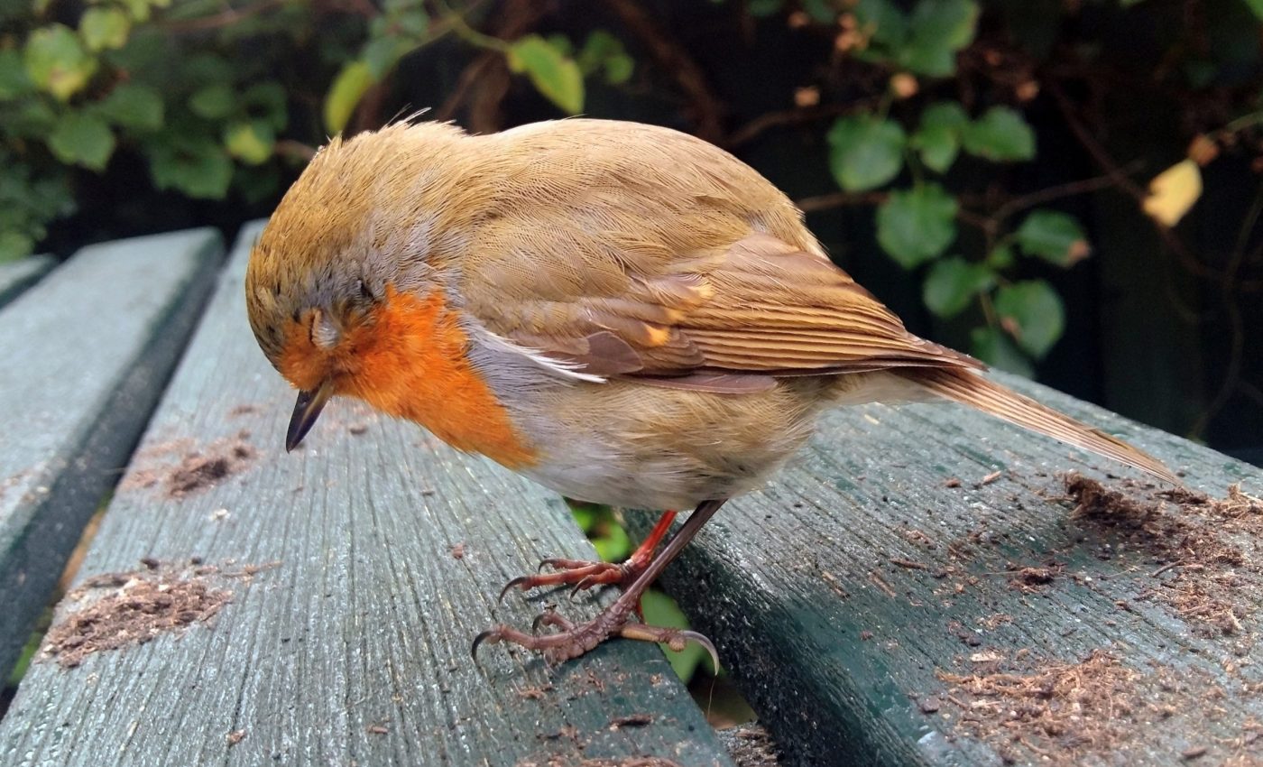 How better messaging could save a billion birds from collisions